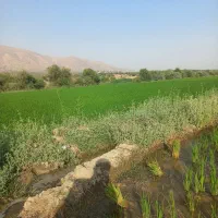 برنج کامفیروزی|خوردنی و آشامیدنی|شیراز, درکی|دیوار