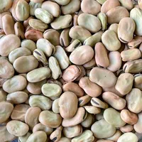 باقلا بذری درجه یک