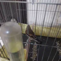 سهره قناری نر|پرنده|مشکین‌دشت, |دیوار