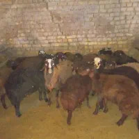 بره نر و ماده