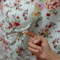 عروس هلندی فول  دستی اهویی