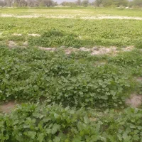زمین-مزروعی-قلعه-قاضی-روستای-گودو