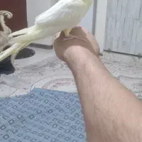 عروس هلندی لوتینو ماده|پرنده|کهریزک, |دیوار