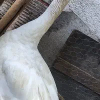 قو غاز
