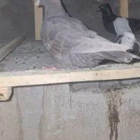 طوقی|پرنده|چهاردانگه (تهران), |دیوار