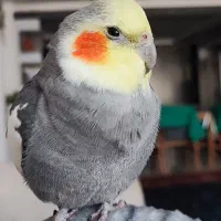 عروس هلندی گمشده|پرنده|شیراز, کوی زهرا|دیوار