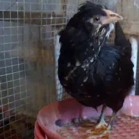 مرغ و خروس گلین  پنگونی و ایام سمانی ماده