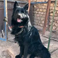 واگذاری ژرمن بلک نر کشش