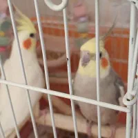 یک جفت پرنده مولد تخم گذار همراه دو عدد جوجه