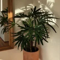 همخونه میشم