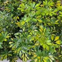 حراج گل های آپارتمانی|گل و گیاه طبیعی|اصفهان, پوریای ولی|دیوار