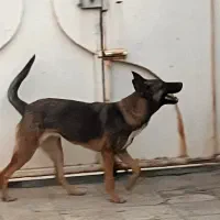 واگزاری سگ مالینیوز ماده|سگ|سیرجان, |دیوار