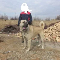 سرابی اصیل|سگ|رباطکریم, رباطکریم|دیوار