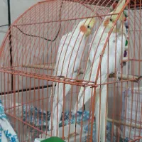 عروس هلندی با قفس