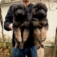 سگ ژرمن شپرد شولاین