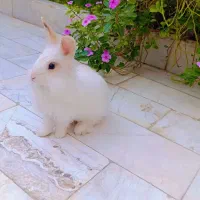 واگذاری خرگوش نر بالغ سفید|موش و خرگوش|زابل, |دیوار