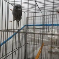 قناری گلاستر نر|پرنده|اردبیل, |دیوار