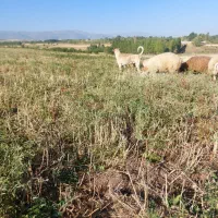 سگ سرابی|سگ|اردبیل, |دیوار