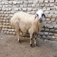 میش جوان سفید