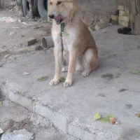 واگذاری|سگ|خرم‌آباد, |دیوار