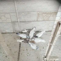 کبوتر فروشی