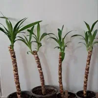 تعدادی گل آپارتمانی|گل و گیاه طبیعی|محمدشهر, سیدآباد|دیوار