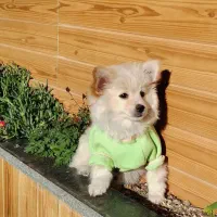 واگذاری سگ پامرانین