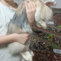 خرگوش لوپ ماده بالغ