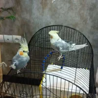 عروس هلندی نر و ماده|پرنده|قدس, شهرک فرزان|دیوار