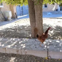 مرغ دورگ