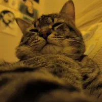 واگذاری گربه|گربه|برازجان, |دیوار