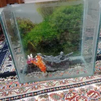 اکواریوم ماهی