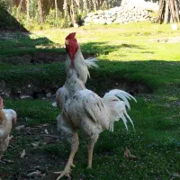 لاری افغان