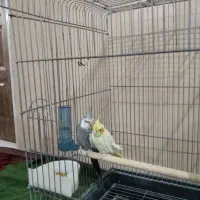 عروس هلندی|پرنده|آشتیان, |دیوار