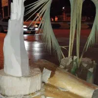 خرید و قطع نخل و درخت در جهرم، خ کاشانی ۱۳