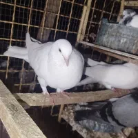 کفتر نروماده با۲عددماده‌تک