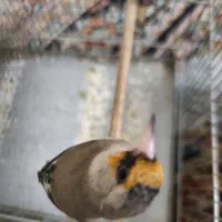 سهره گمشده|پرنده|شیراز, سعدیه شمالی|دیوار