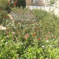 فروش انواع گل رز هلندی رونده ساناز بدون واسطه