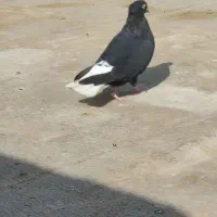 کفتر فروش و معاوضه پنج تا شازده دمسفید