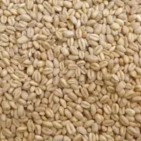 گندم اردی به شرط پخت