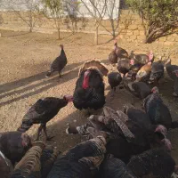 ۴۴ قطعه بوقلمون نر و ماده