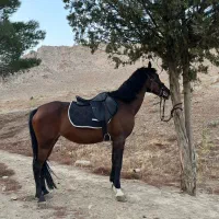 مادیان|اسب و تجهیزات اسبسواری|کرمانشاه, |دیوار