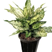 گل آگلونمای برفی|گل و گیاه طبیعی|جوانرود, |دیوار