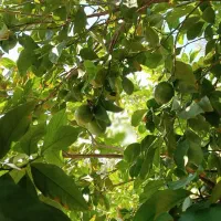 خانه روستایی(خانه باغ)|فروش خانه و ویلا|صالح آباد (ایلام), |دیوار