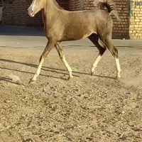 کره نریان