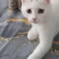 گربه|گربه|نیشابور, ناسیونال|دیوار