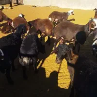 بره نر درجه یک جفتی 110کیلو|حیوانات مزرعه|خنجین, |دیوار