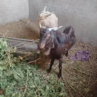 بزغاله فروشی|حیوانات مزرعه|بردسکن, |دیوار