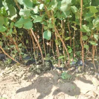 نهال پسته گلدانی|خدمات باغبانی و درختکاری|اردکان, |دیوار