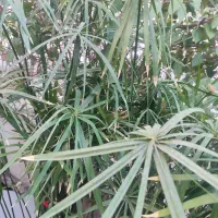 گلهای طبیعی
